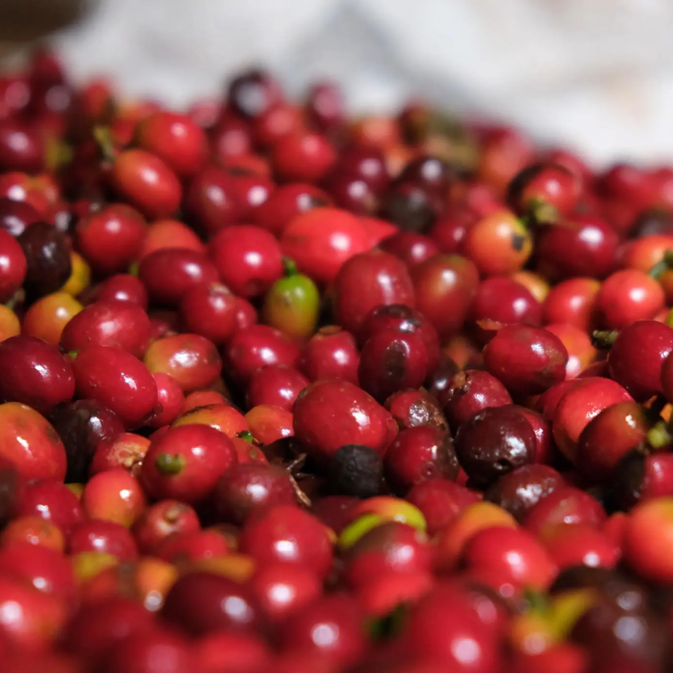 Kawanga - Kenya AA