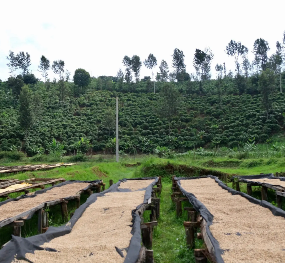 Kawanga - Kenya AA
